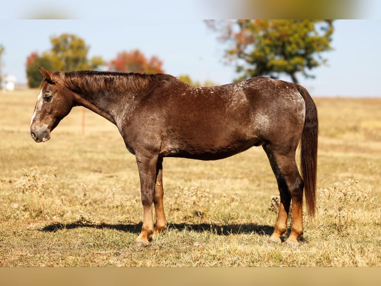 American Quarter Horse Gelding 17 years 14.1 hh Roan-Red in Quitman AR