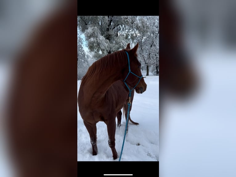 American Quarter Horse Gelding 17 years 14,2 hh Chestnut-Red in Diepoldsau