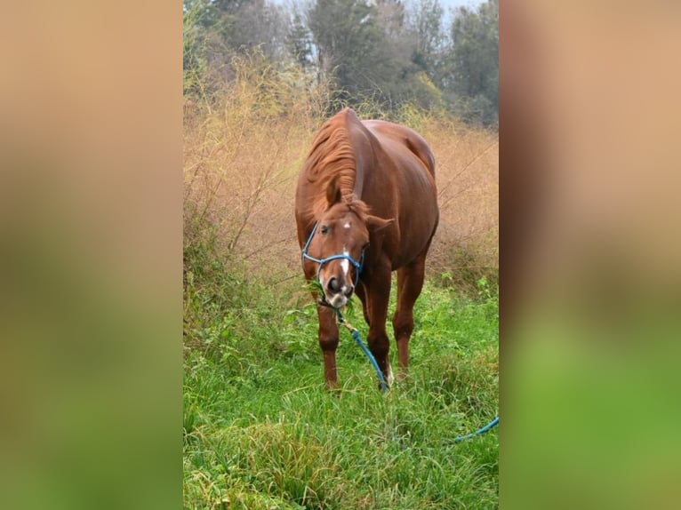 American Quarter Horse Gelding 17 years 14,2 hh Chestnut-Red in Diepoldsau