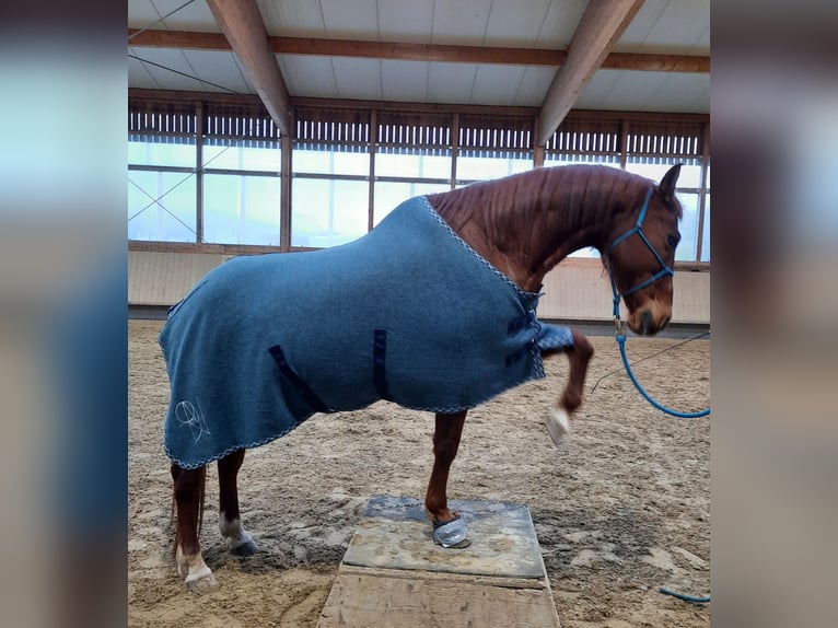 American Quarter Horse Gelding 17 years 14,2 hh Chestnut-Red in Diepoldsau