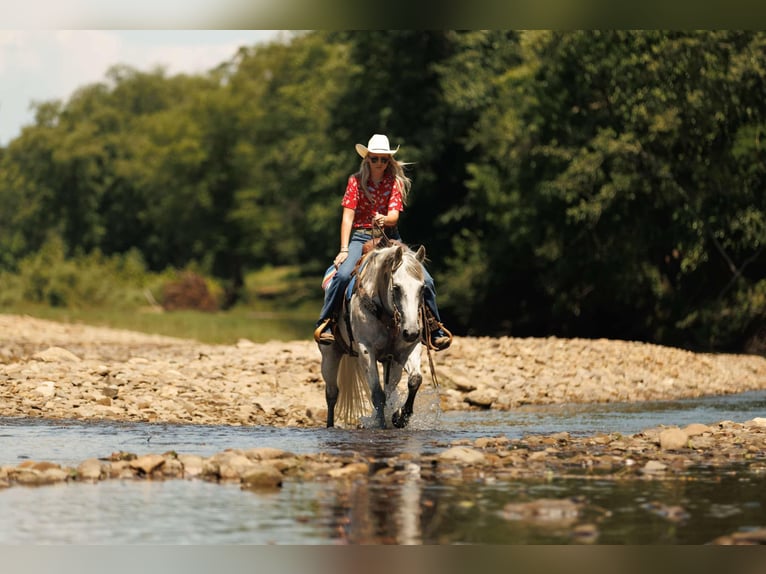 American Quarter Horse Gelding 17 years 14.2 hh Grey in Quitman AR