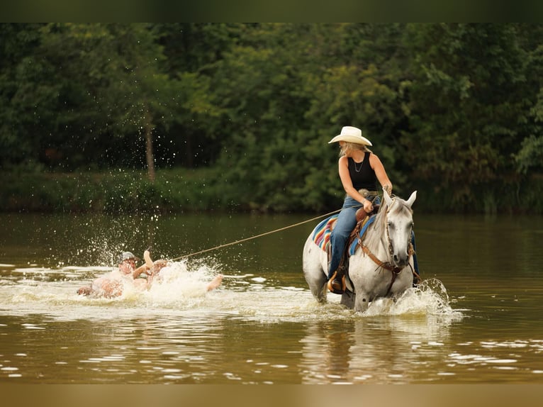 American Quarter Horse Gelding 17 years 14.2 hh Grey in Quitman AR