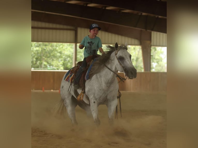 American Quarter Horse Gelding 17 years 14.2 hh Grey in Quitman AR