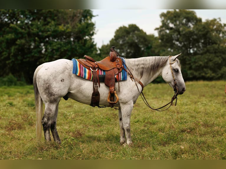 American Quarter Horse Gelding 17 years 14.2 hh Grey in Quitman AR