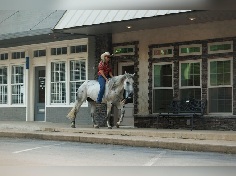 American Quarter Horse Gelding 17 years 14.2 hh Grey in Quitman AR