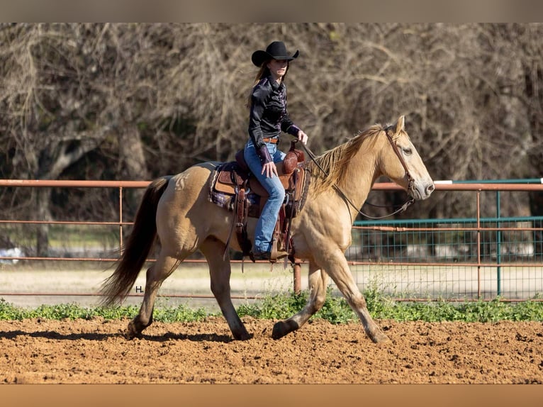 American Quarter Horse Gelding 17 years 14.3 hh Champagne in Weatherford TX