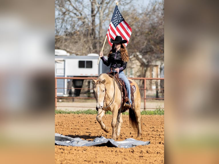 American Quarter Horse Gelding 17 years 14.3 hh Champagne in Weatherford TX