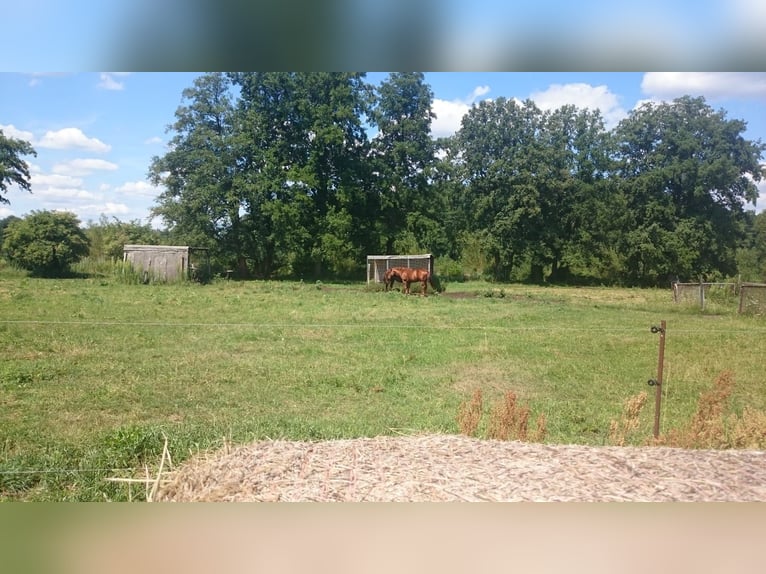 American Quarter Horse Gelding 17 years 14,3 hh Chestnut in Steinreich