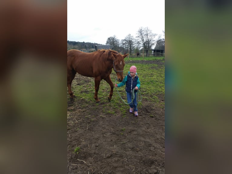 American Quarter Horse Gelding 17 years 14,3 hh Chestnut in Steinreich