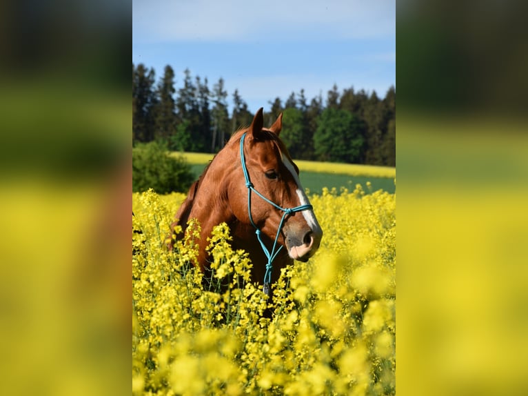 American Quarter Horse Gelding 17 years 14,3 hh Chestnut-Red in Mauern