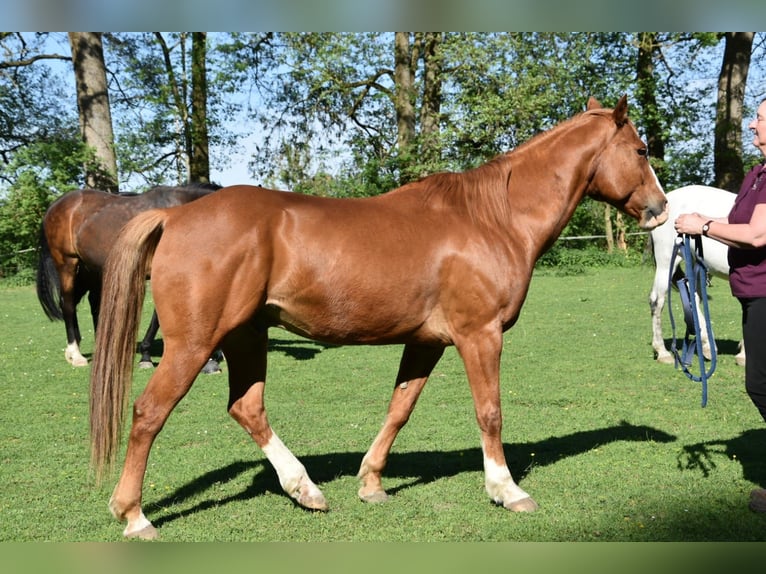 American Quarter Horse Gelding 17 years 14,3 hh Chestnut-Red in Mauern