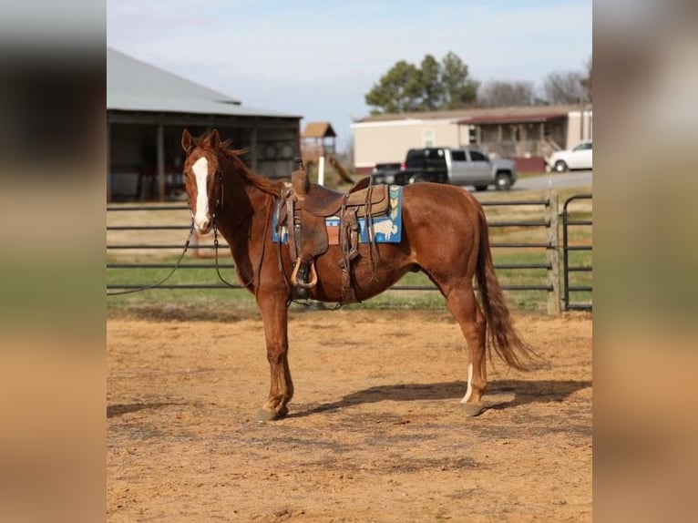 American Quarter Horse Gelding 17 years 14.3 hh Chestnut in Mt Hope AL