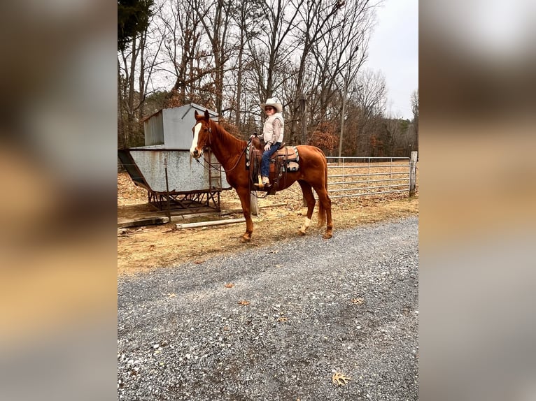 American Quarter Horse Gelding 17 years 14.3 hh Chestnut in Mt Hope AL