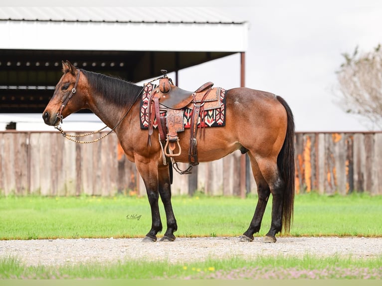 American Quarter Horse Gelding 17 years 14,3 hh Roan-Bay in Ravenna