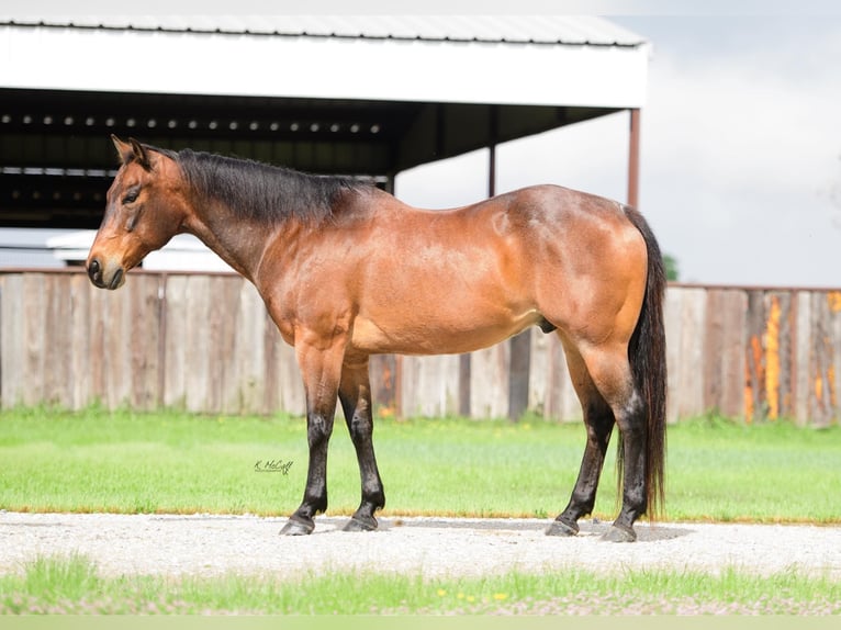 American Quarter Horse Gelding 17 years 14,3 hh Roan-Bay in Ravenna