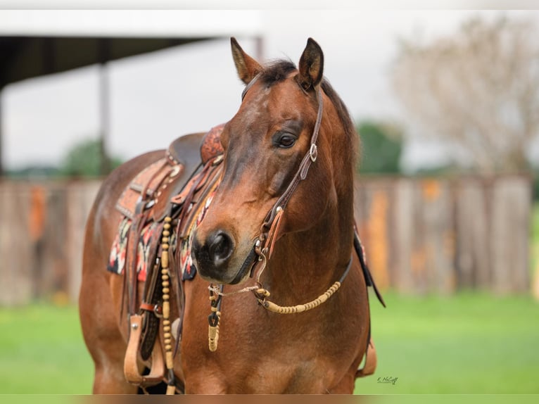 American Quarter Horse Gelding 17 years 14,3 hh Roan-Bay in Ravenna