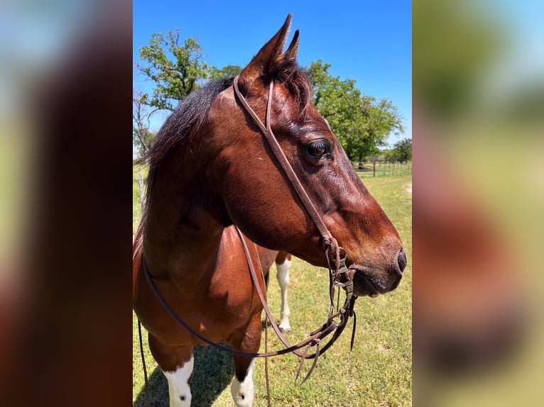 American Quarter Horse Gelding 17 years 14,3 hh Tobiano-all-colors in Weatherford TX