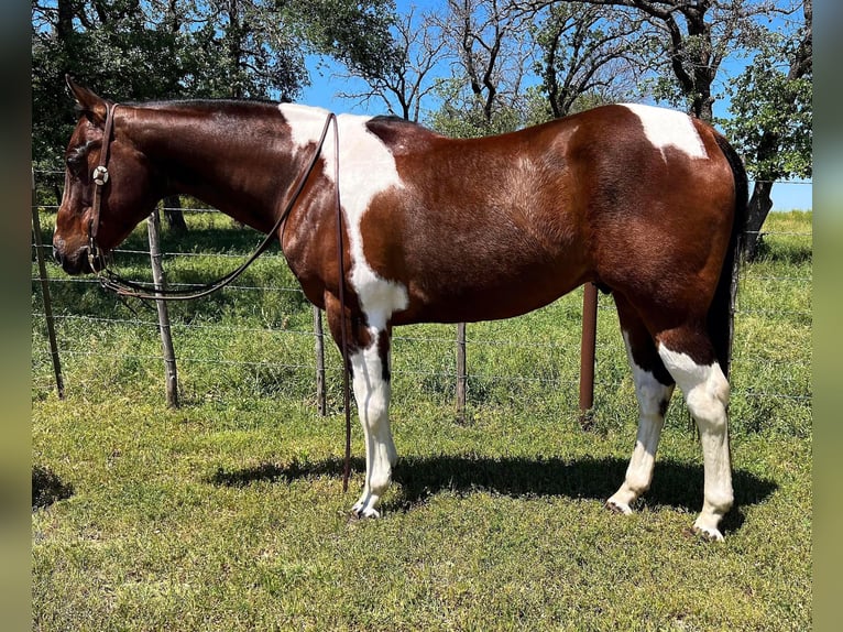 American Quarter Horse Gelding 17 years 14,3 hh Tobiano-all-colors in Weatherford TX