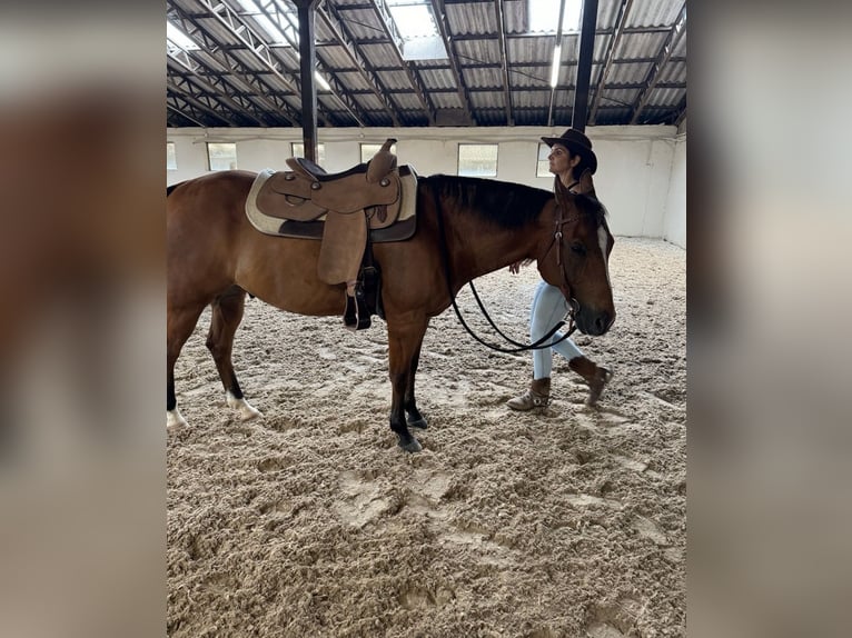 American Quarter Horse Gelding 17 years 14,2 hh Brown in PforzheimPforzheim