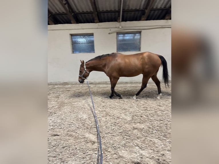 American Quarter Horse Gelding 17 years 14,2 hh Brown in PforzheimPforzheim