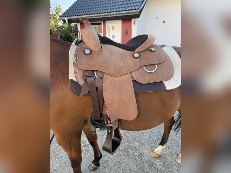 American Quarter Horse Gelding 17 years 14,2 hh Brown in PforzheimPforzheim