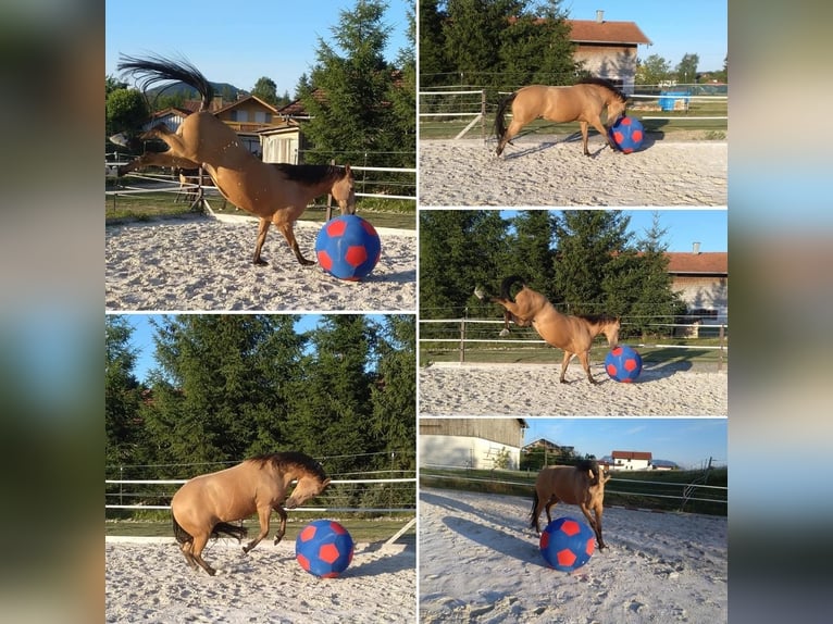 American Quarter Horse Gelding 17 years 14,2 hh Buckskin in Freilassing