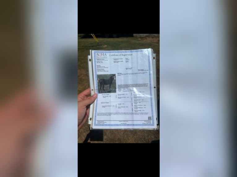 American Quarter Horse Gelding 17 years 14,2 hh Chestnut in Mt HOpe AL