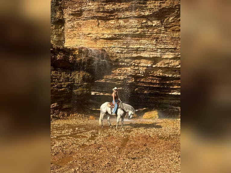 American Quarter Horse Gelding 17 years 14,2 hh Grey in Quitman AR