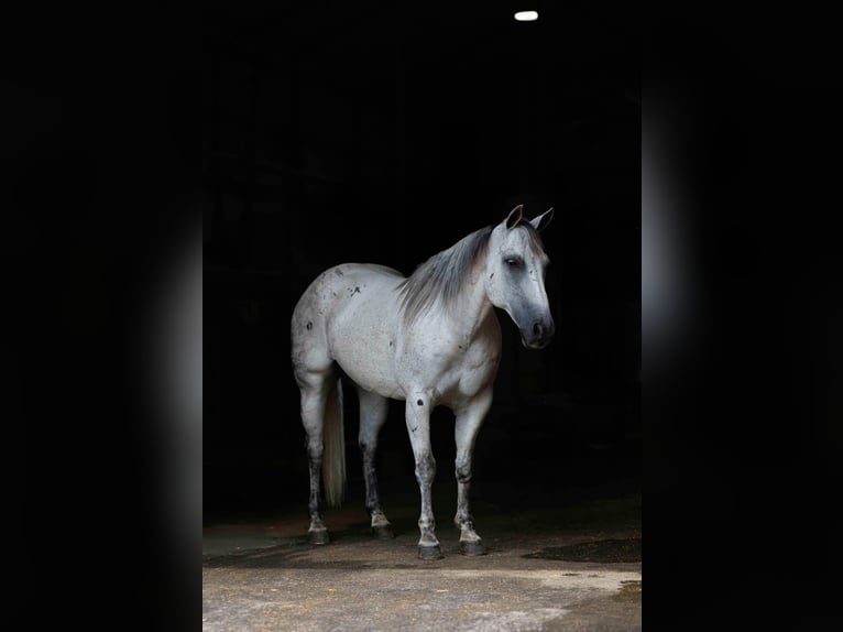 American Quarter Horse Gelding 17 years 14,2 hh Grey in Quitman AR