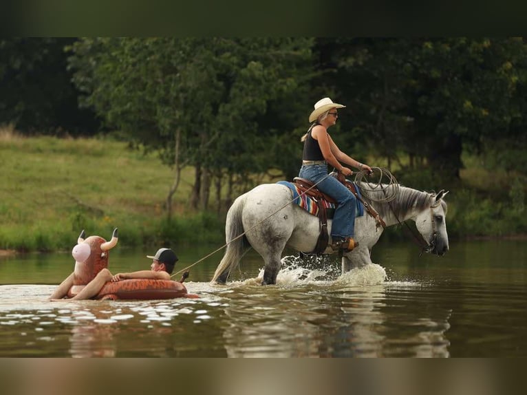 American Quarter Horse Gelding 17 years 14,2 hh Grey in Quitman AR