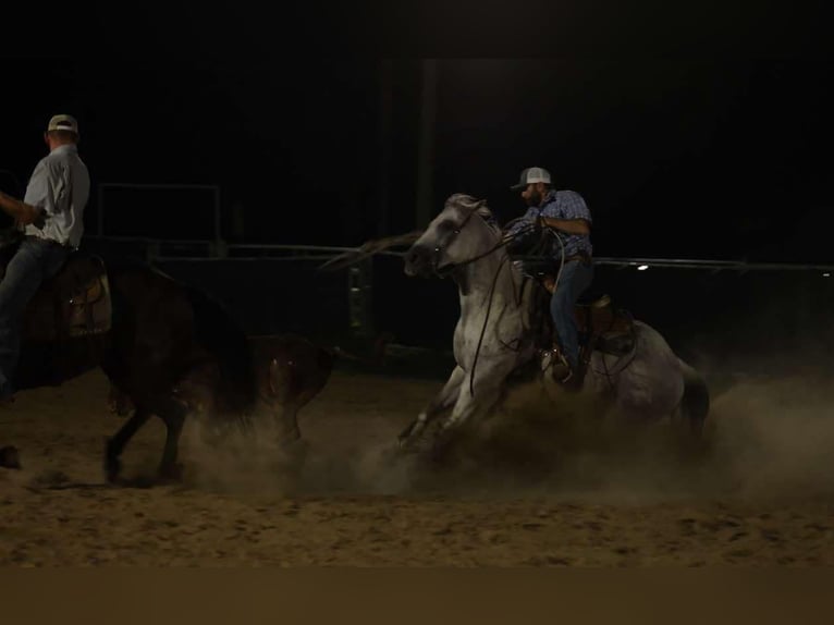 American Quarter Horse Gelding 17 years 14,2 hh Grey in Quitman AR