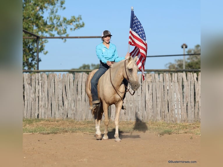 American Quarter Horse Gelding 17 years 14,2 hh Palomino in Weatherford TX