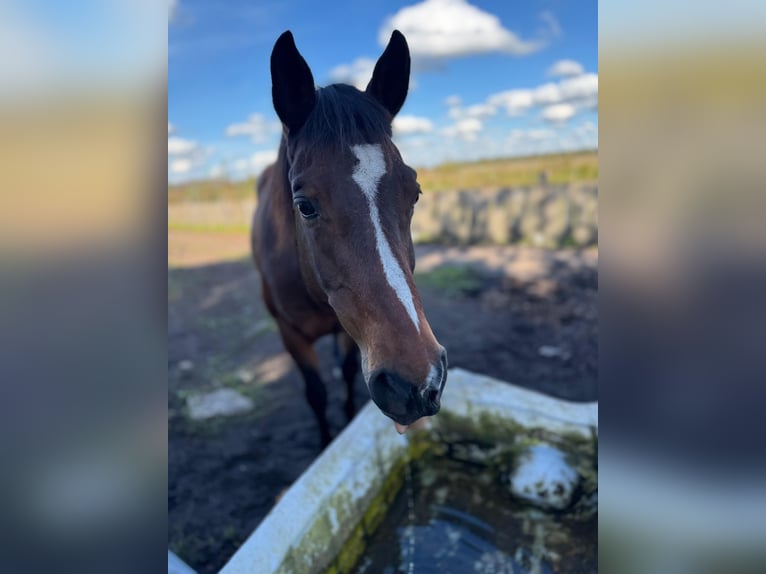 American Quarter Horse Gelding 17 years 15.1 hh Bay-Dark in Flensburg