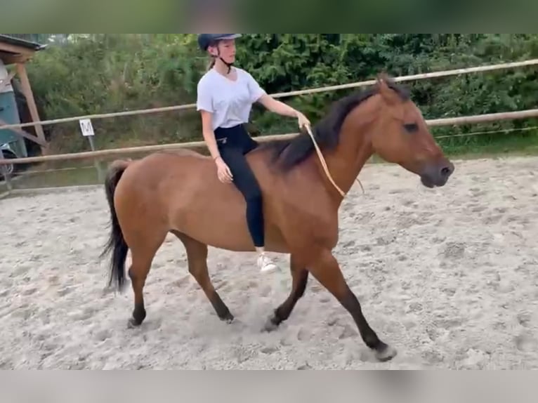 American Quarter Horse Gelding 17 years 15,1 hh Brown in Rottenburg am Neckar