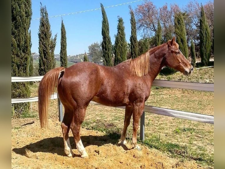 American Quarter Horse Mix Gelding 17 years 15,1 hh Chestnut-Red in Noceto  PR