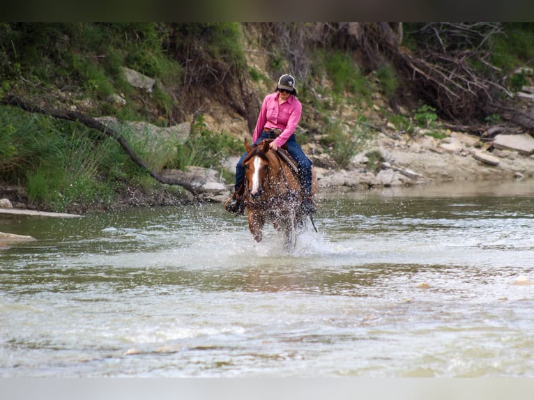 American Quarter Horse Gelding 17 years 15.1 hh Dun in Stephensville TX