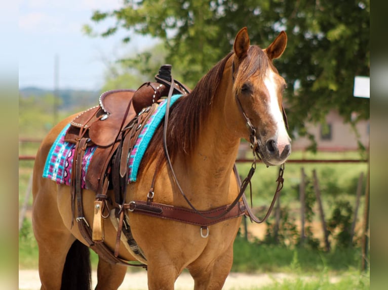 American Quarter Horse Gelding 17 years 15.1 hh Dun in Stephensville TX