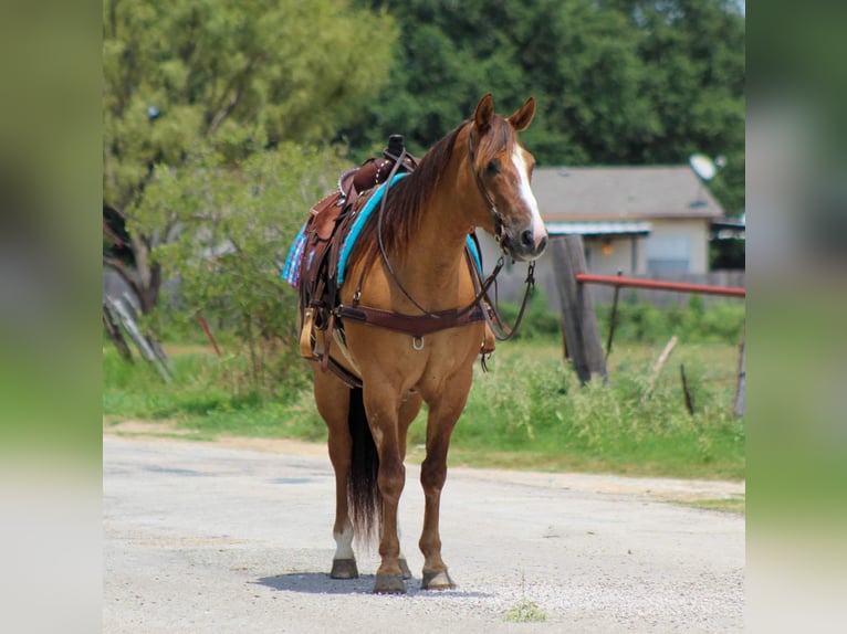 American Quarter Horse Gelding 17 years 15.1 hh Dun in Stephensville TX