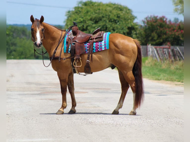 American Quarter Horse Gelding 17 years 15.1 hh Dun in Stephensville TX