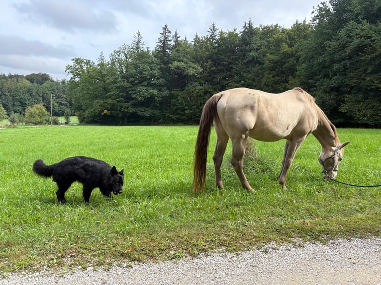 American Quarter Horse Gelding 17 years 15.1 hh Dun in Regau