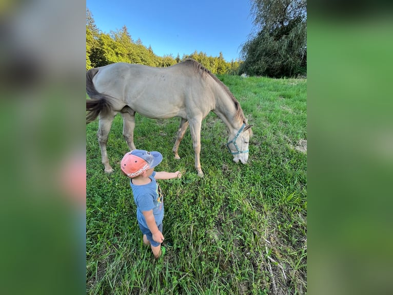 American Quarter Horse Gelding 17 years 15.1 hh Dun in Regau