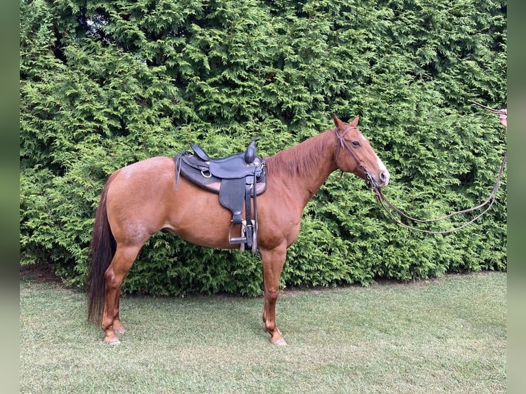 American Quarter Horse Gelding 17 years 15.1 hh Roan-Red in Royersford