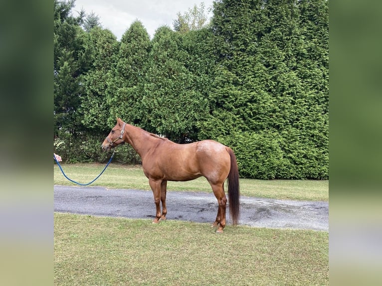 American Quarter Horse Gelding 17 years 15.1 hh Roan-Red in Royersford