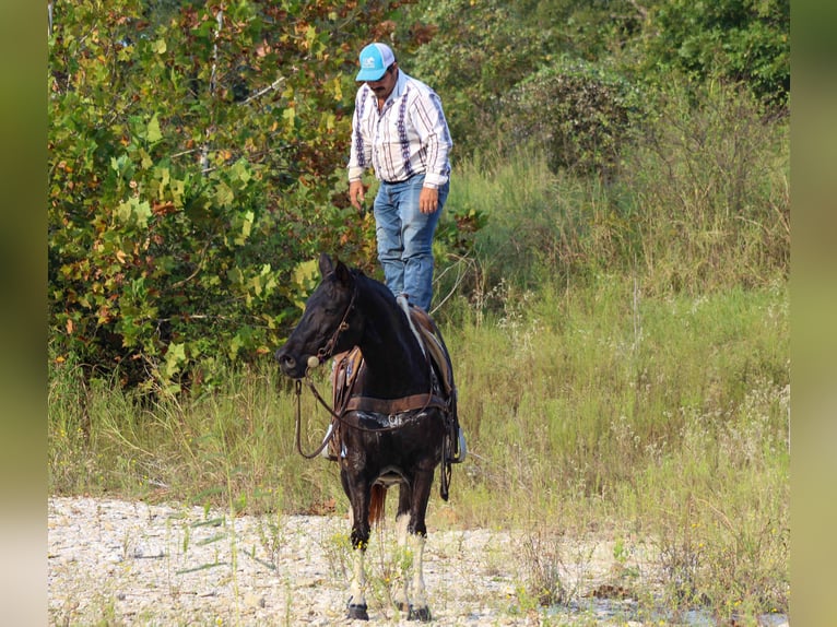 American Quarter Horse Gelding 17 years 15.1 hh Tobiano-all-colors in Stephenville TX