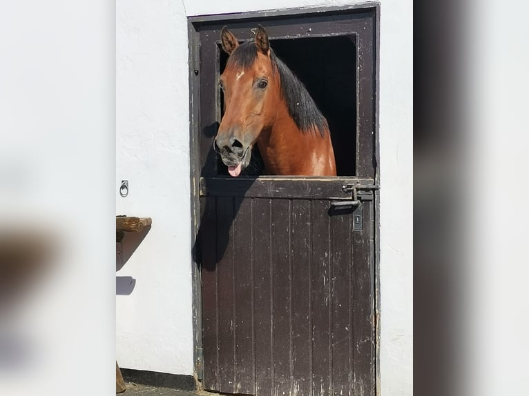 American Quarter Horse Gelding 17 years 15,2 hh Brown in Simmerath
