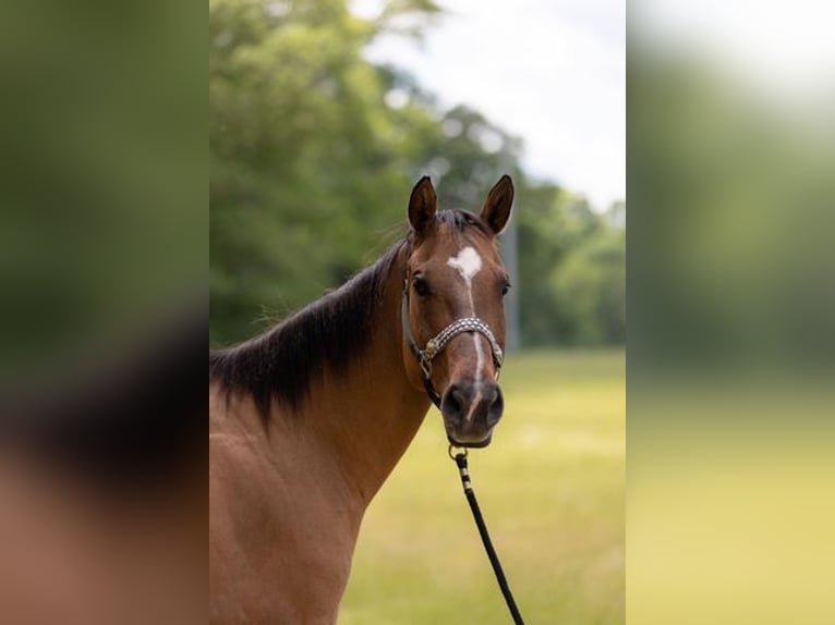 American Quarter Horse Gelding 17 years 15,2 hh Dun in Bovina MS