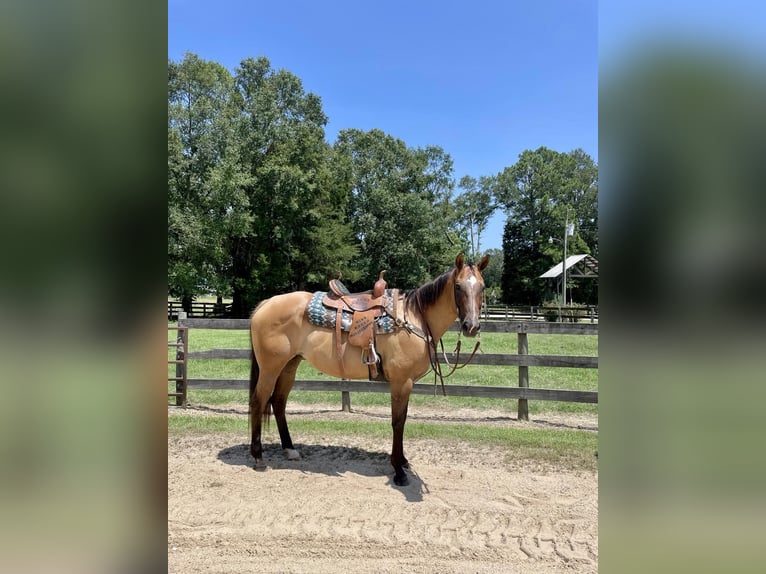 American Quarter Horse Gelding 17 years 15,2 hh Dun in Bovina MS