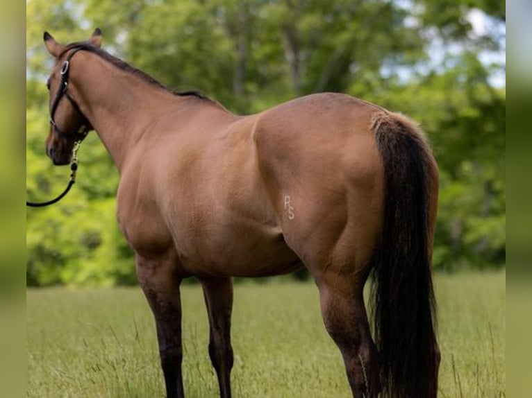 American Quarter Horse Gelding 17 years 15,2 hh Dun in Bovina MS