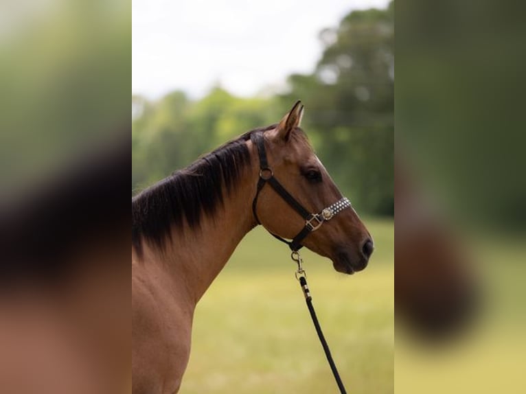 American Quarter Horse Gelding 17 years 15,2 hh Dun in Bovina MS