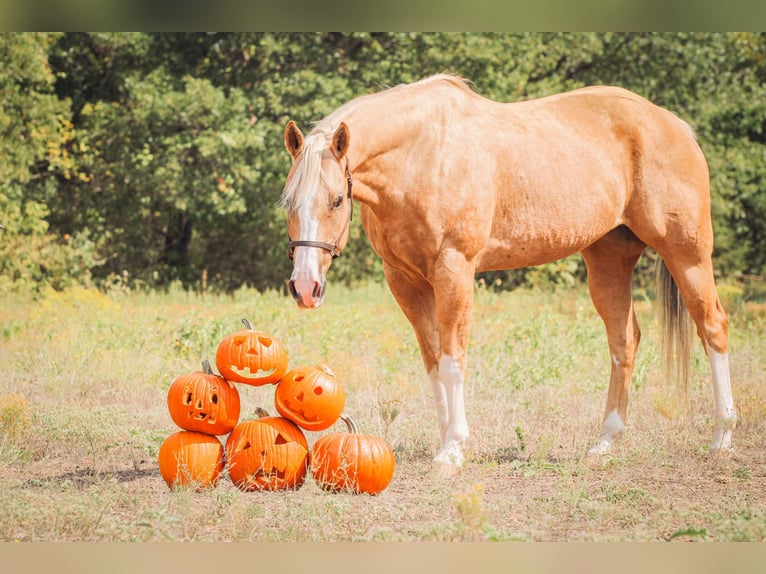 American Quarter Horse Gelding 17 years 15,2 hh Palomino in Weatherford TX